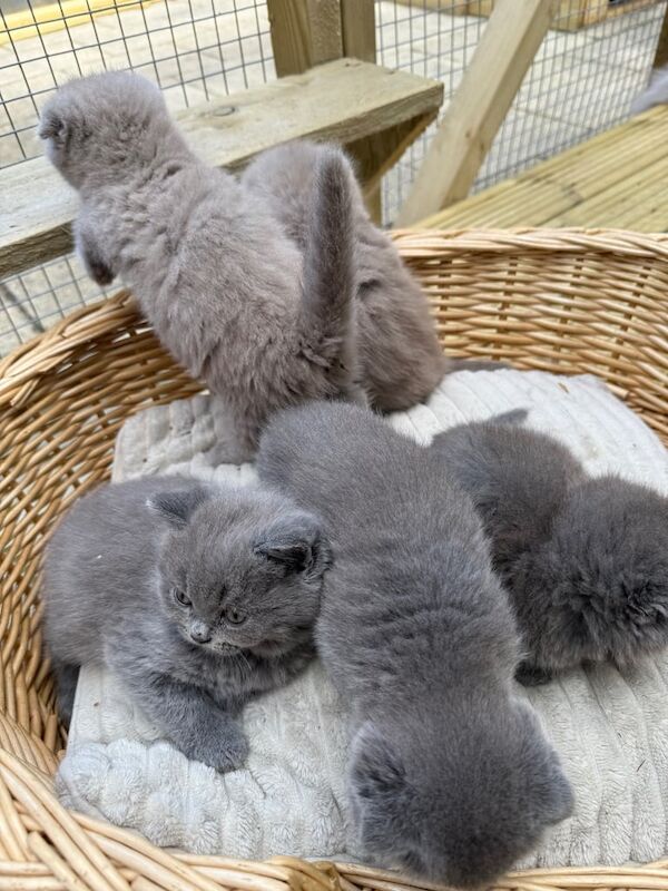 Beautiful Blue and lilac kittens British shorthair for sale in Leicester, Leicestershire - Image 2