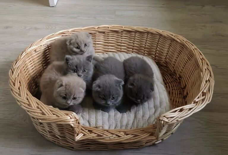 Beautiful Blue and lilac kittens British shorthair for sale in Leicester, Leicestershire - Image 3