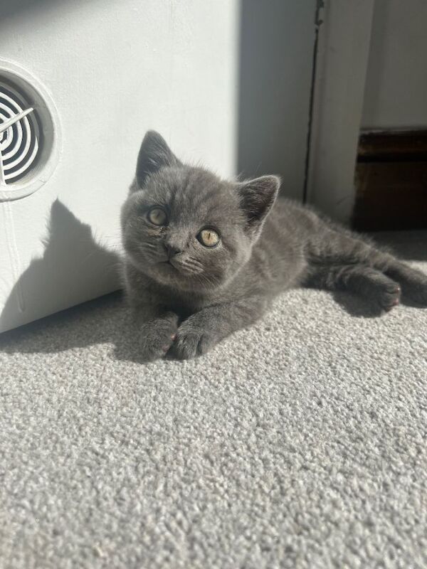Beautiful blue British short hair kittens