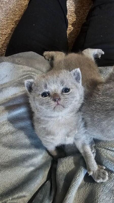 Beautiful Blue British Shorthair Boy & Girl