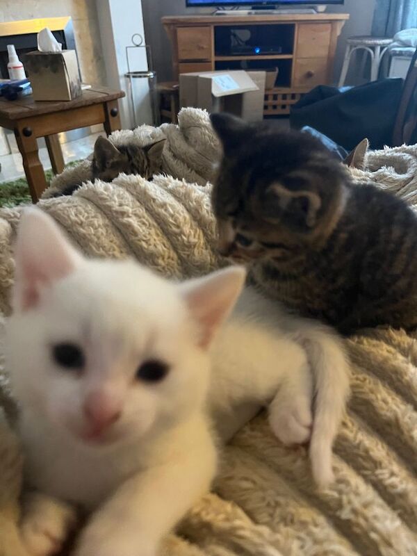 Beautiful Blue Eyed Kittens available December - Image 2 of 4