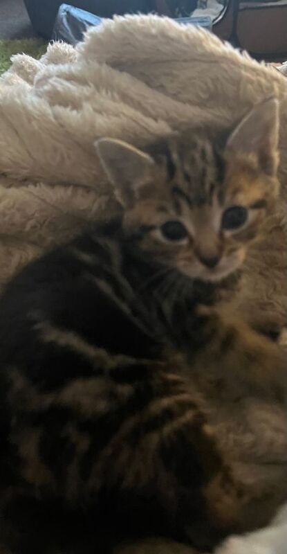 Beautiful Blue Eyed Kittens available December - Image 3 of 4