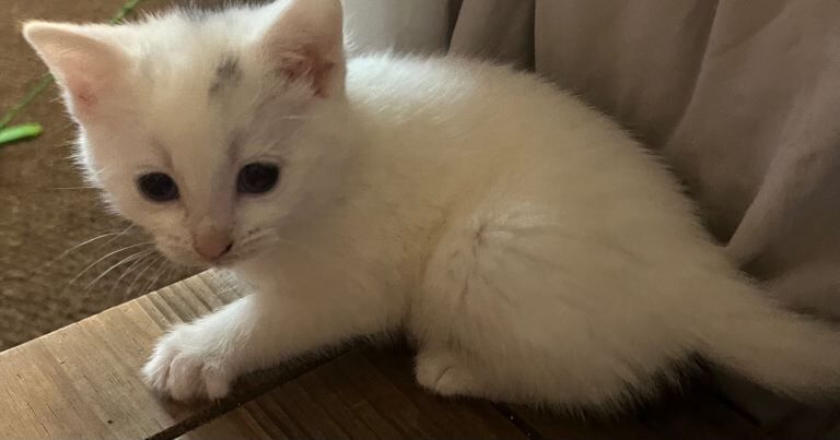 Beautiful Blue Eyed Kittens available December - Image 4 of 4