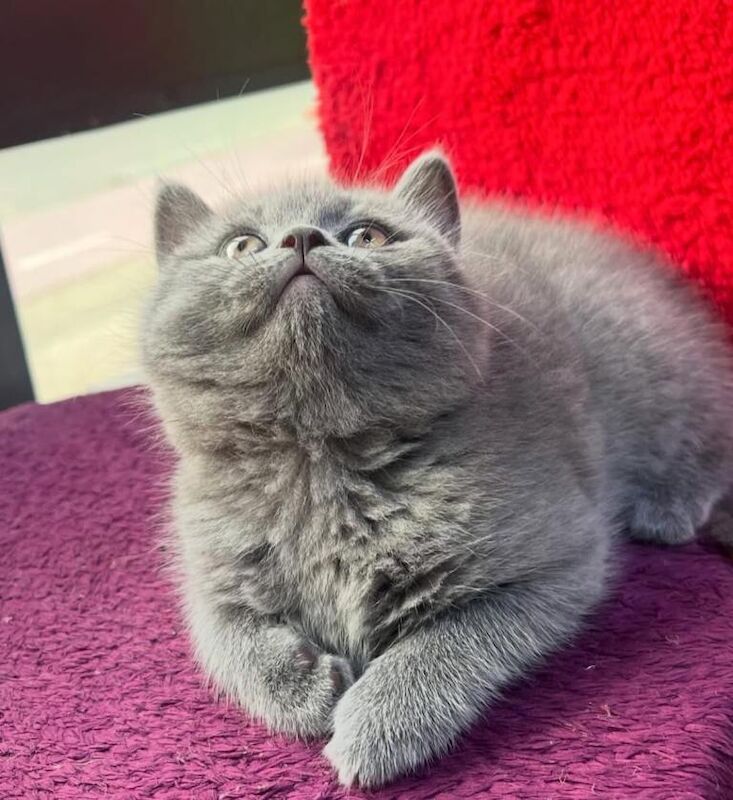 Beautiful Blue Kittens