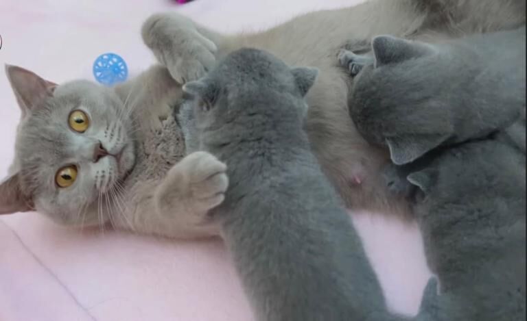 Beautiful Blue Kittens - Image 2 of 2