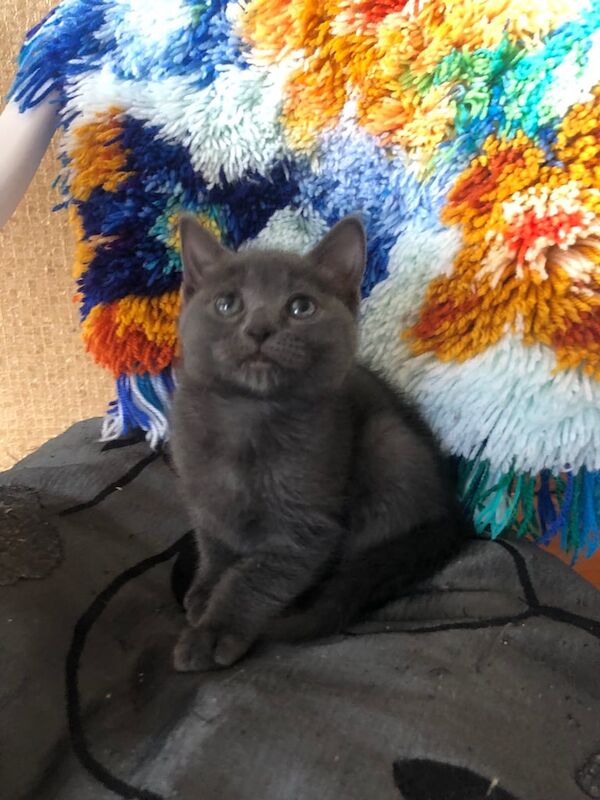 British Shorthair kittens for sale in Rubery, West Midlands – 10 months old - Image 2 of 3