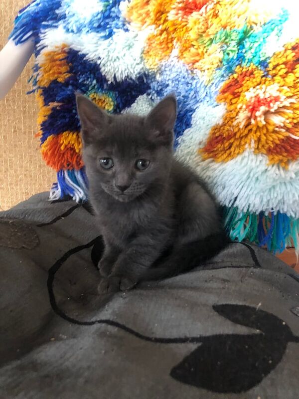 British Shorthair kittens for sale in Rubery, West Midlands – 10 months old - Image 3 of 3