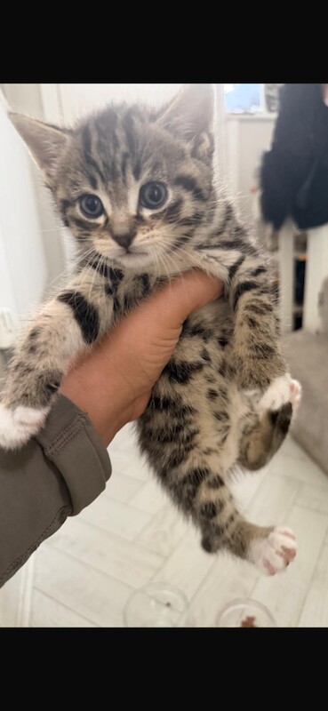 Beautiful boy tabby kitten ready for new home