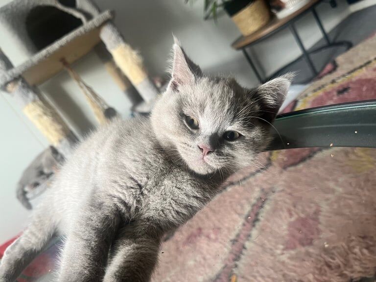 British Shorthair kittens for sale in Kempston, Bedfordshire – 9 weeks old