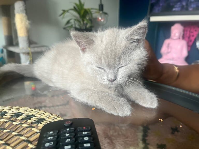 British Shorthair kittens for sale in Kempston, Bedfordshire – 9 weeks old - Image 2 of 3