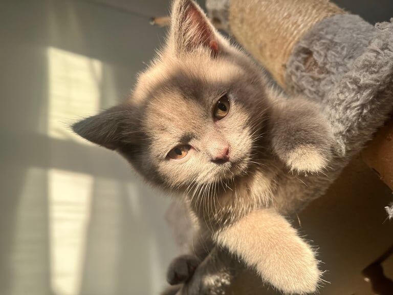 British Shorthair kittens for sale in Kempston, Bedfordshire – 9 weeks old - Image 3 of 3