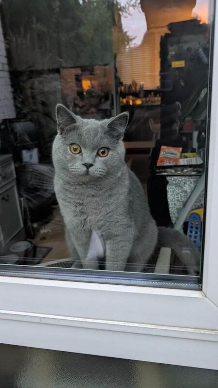 British Shorthair kittens for sale in Ladywood, West Midlands – 1 year old