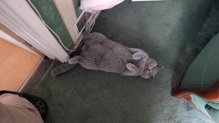 British Shorthair kittens for sale in Ladywood, West Midlands – 1 year old - Image 4 of 4