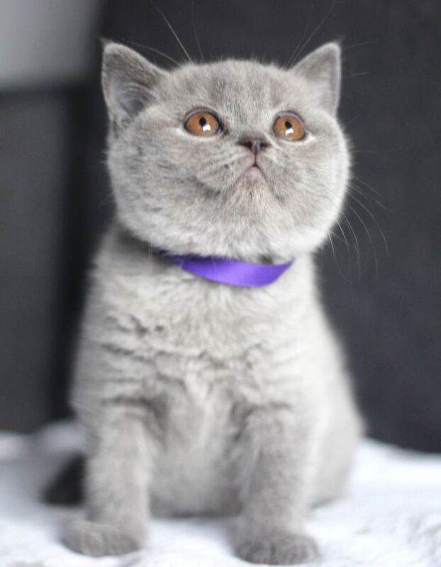 British Shorthair kittens for sale in Turriff, Aberdeenshire – 9 weeks old