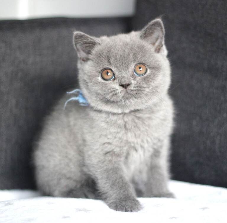 British Shorthair kittens for sale in Turriff, Aberdeenshire – 9 weeks old - Image 2 of 5