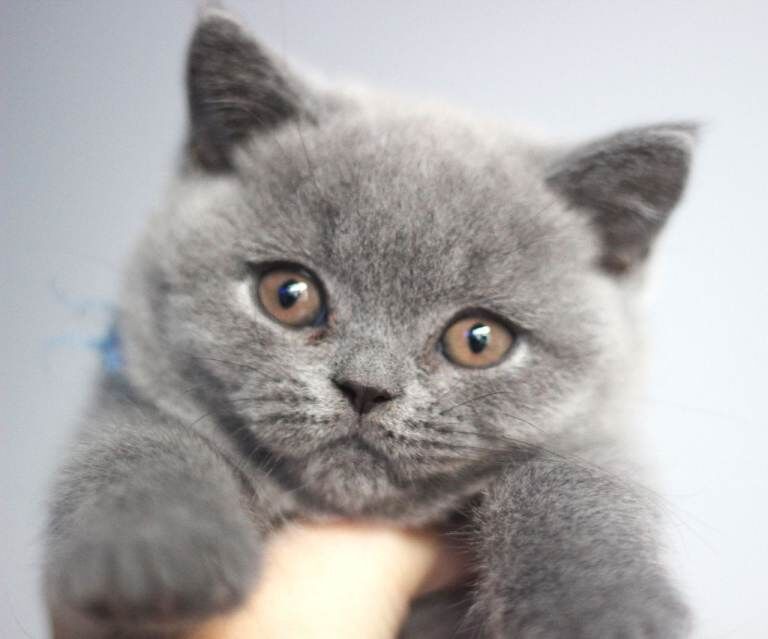 British Shorthair kittens for sale in Turriff, Aberdeenshire – 9 weeks old - Image 3 of 5