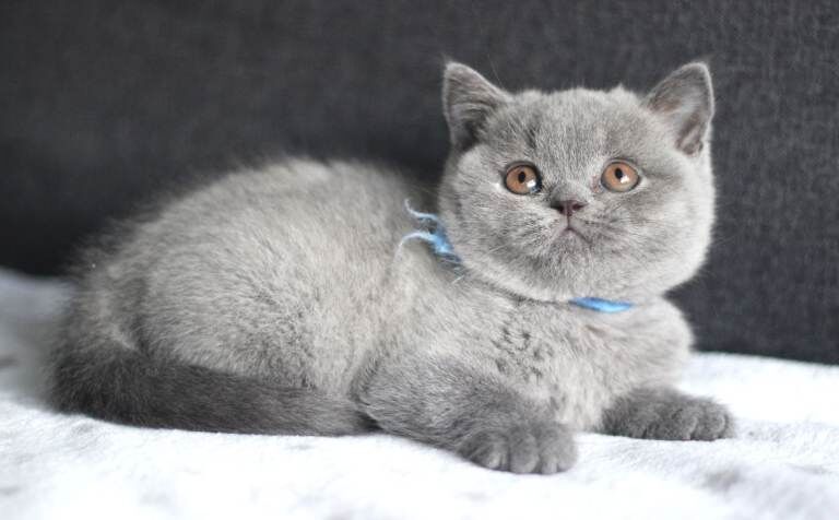 British Shorthair kittens for sale in Turriff, Aberdeenshire – 9 weeks old - Image 4 of 5