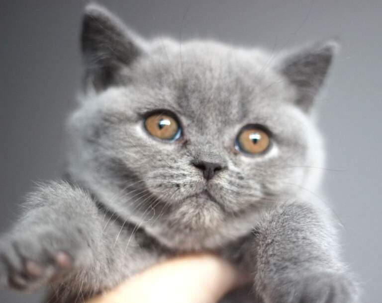 British Shorthair kittens for sale in Turriff, Aberdeenshire – 9 weeks old - Image 5 of 5