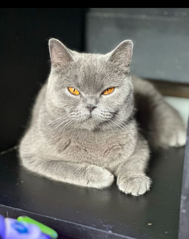 Beautiful British short hair