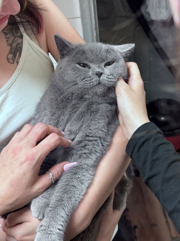 Beautiful British short hair - Image 2 of 5