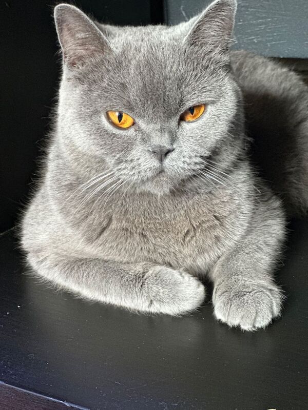 Beautiful British short hair - Image 3 of 5