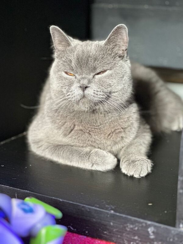 Beautiful British short hair - Image 4 of 5