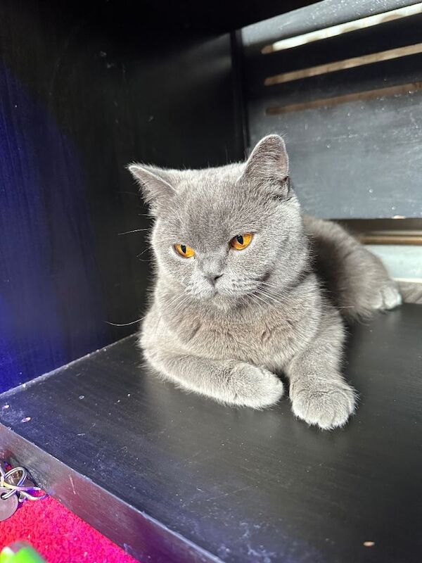 Beautiful British short hair - Image 5 of 5