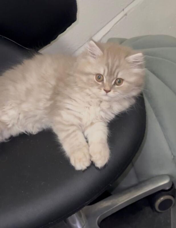 British Shorthair kittens for sale in Leicester, Leicestershire – 10 months old