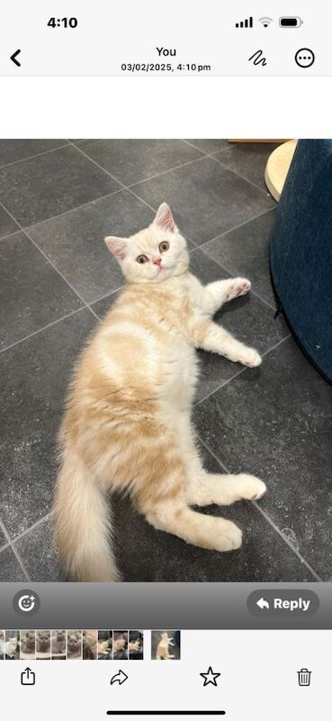 British Shorthair kittens for sale in Leicester, Leicestershire – 10 months old - Image 2 of 4