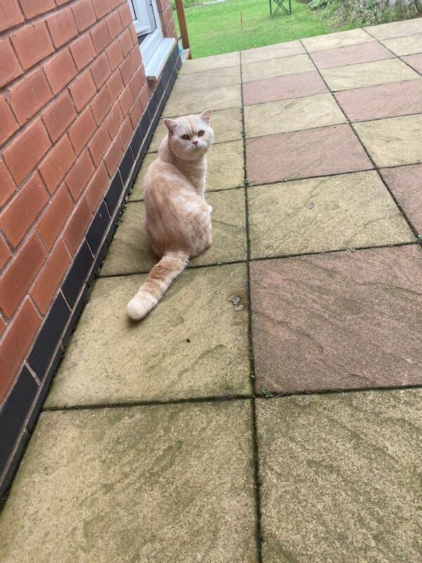 British Shorthair kittens for sale in Leicester, Leicestershire – 10 months old - Image 3 of 4