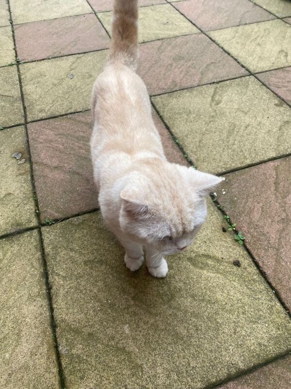 British Shorthair kittens for sale in Leicester, Leicestershire – 10 months old - Image 4 of 4