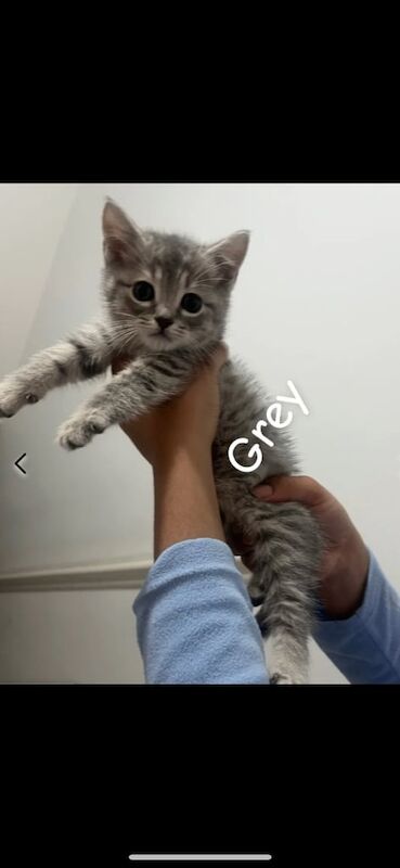 Beautiful British short hair kitten for sale in Southgate, Greater London