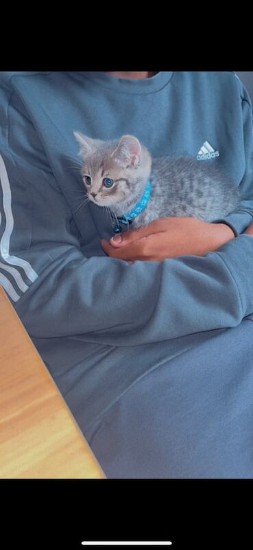 British Shorthair kittens for sale in Southgate, Greater London – 11 months old - Image 3 of 3