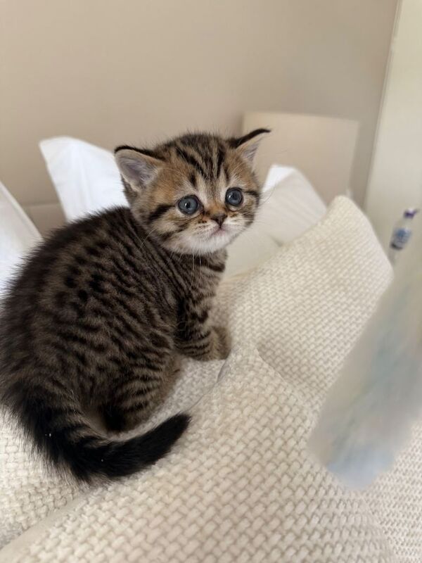 Beautiful British short hair kittens