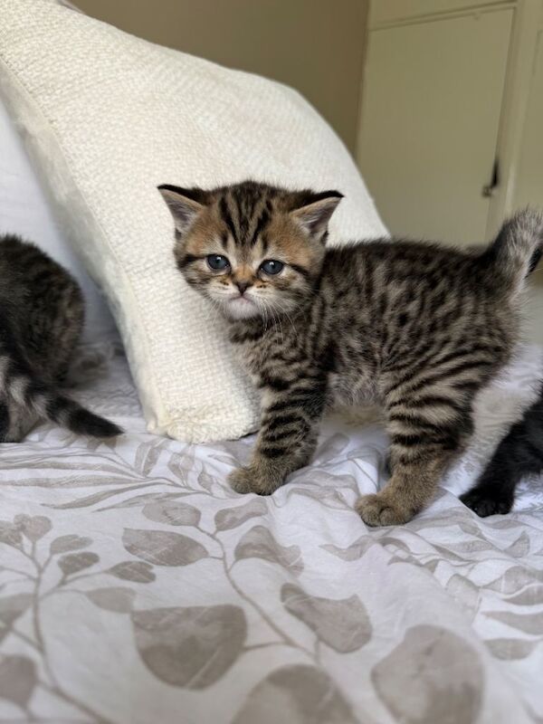 Beautiful British short hair kittens - Image 3 of 6