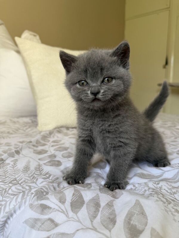 Beautiful British short hair kittens - Image 5 of 6