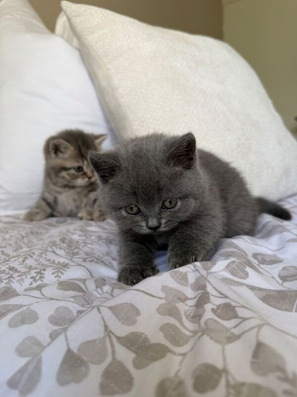 Beautiful British short hair kittens - Image 6 of 6
