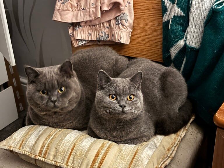 British Shorthair kittens for sale in Chelsea, Greater London – 11 weeks old - Image 2 of 2