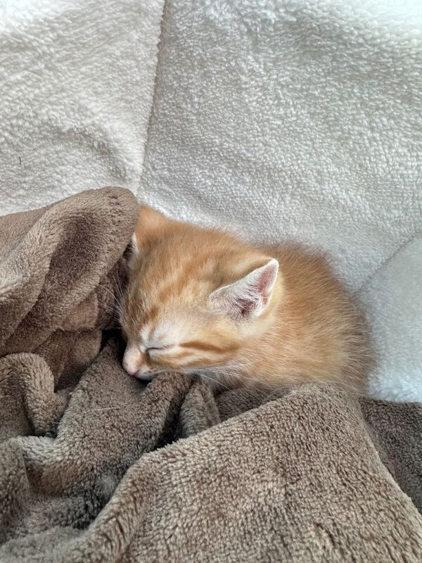 Beautiful British shorthair baby kitten - Image 2 of 3
