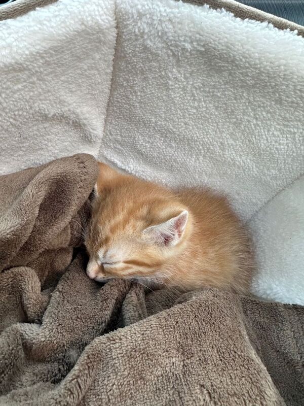 Beautiful British shorthair baby kitten - Image 3 of 3