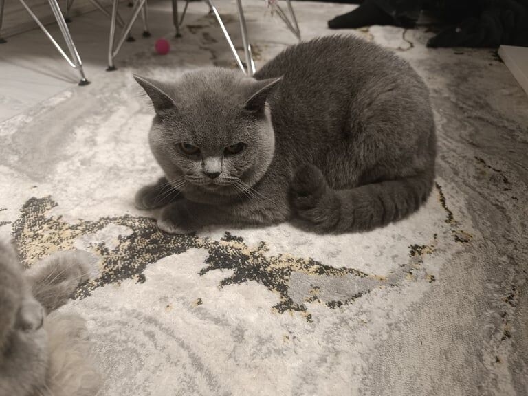 British Shorthair kittens for sale in Islington, Greater London – 1 year old