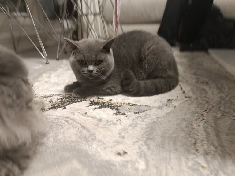 British Shorthair kittens for sale in Islington, Greater London – 1 year old - Image 2 of 3