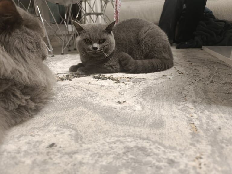 British Shorthair kittens for sale in Islington, Greater London – 1 year old - Image 3 of 3