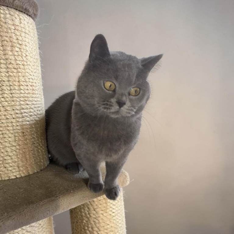 Beautiful British Shorthair Cat Looking for a Loving Home