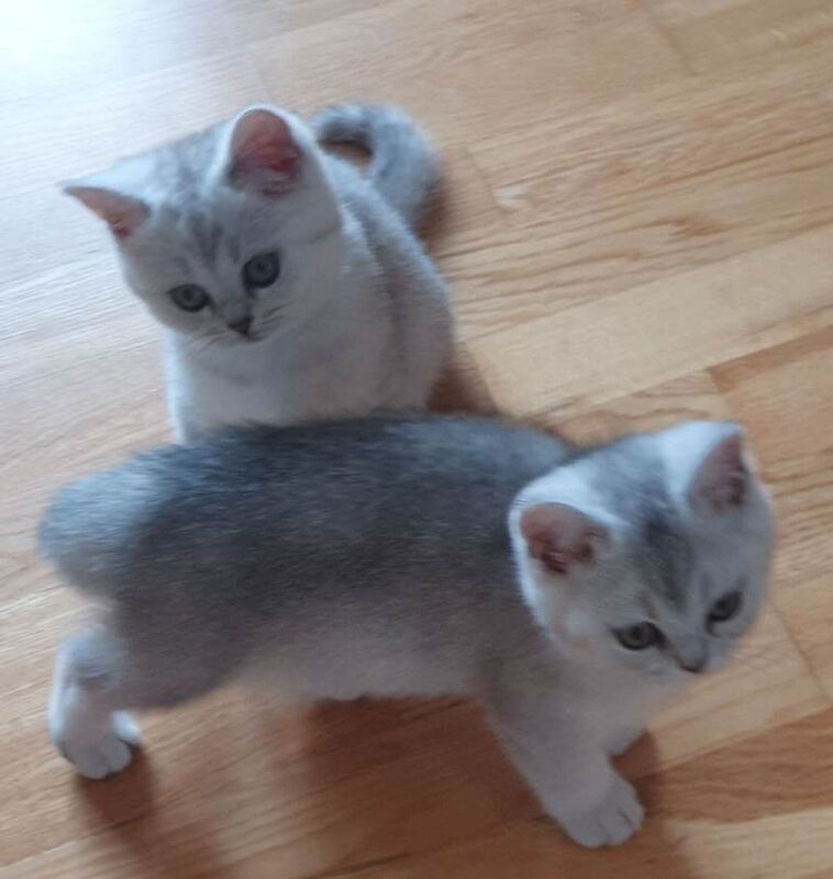 Beautiful British Shorthair Chinchilla Silver-shaded Kittens – Ready Now - Image 3 of 3