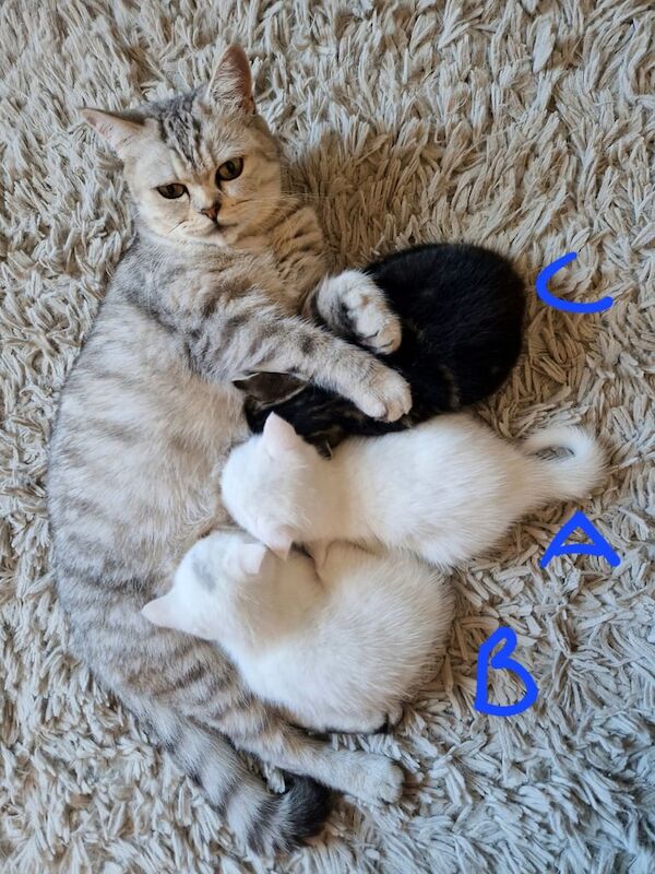 British Shorthair kittens for sale in Gorleston, Norfolk – 5 weeks old
