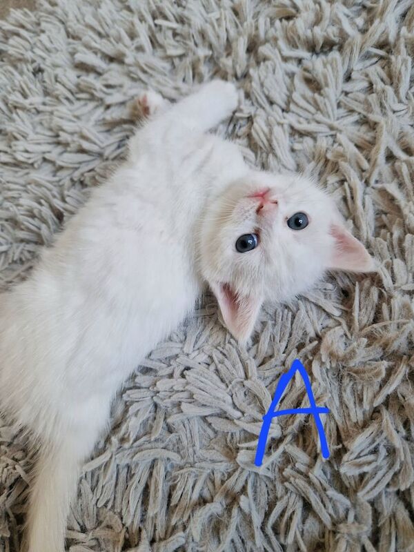 British Shorthair kittens for sale in Gorleston, Norfolk – 5 weeks old - Image 2 of 5