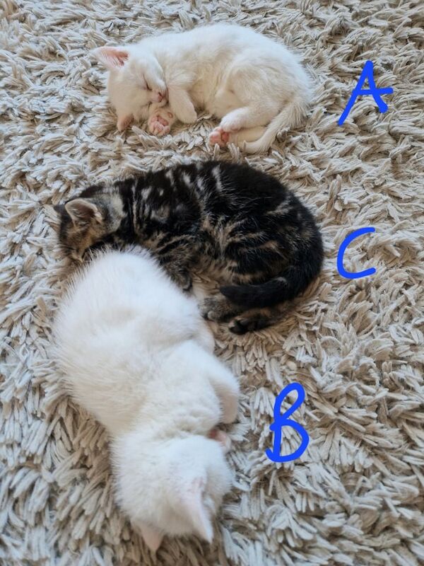 British Shorthair kittens for sale in Gorleston, Norfolk – 5 weeks old - Image 3 of 5