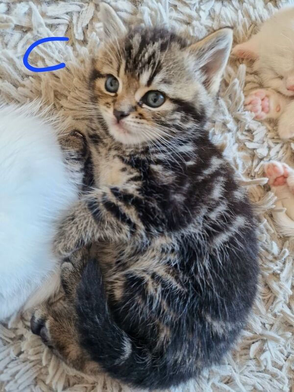 British Shorthair kittens for sale in Gorleston, Norfolk – 5 weeks old - Image 4 of 5