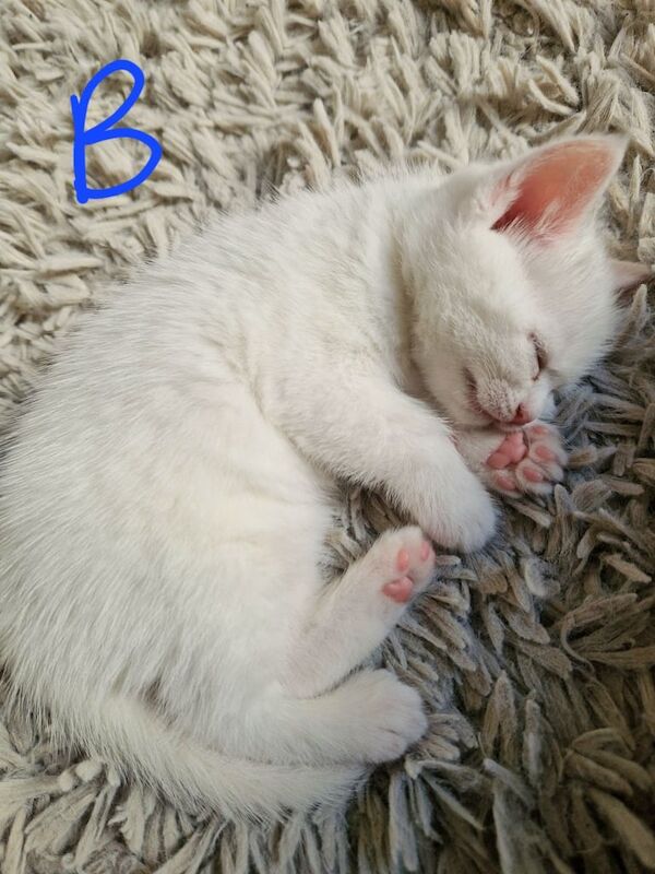 British Shorthair kittens for sale in Gorleston, Norfolk – 5 weeks old - Image 5 of 5